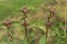 Attēlu rezultāti vaicājumam “Gentiana cruciata flower”