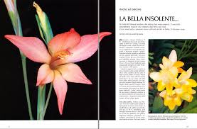 Attēlu rezultāti vaicājumam “Iridaceae”