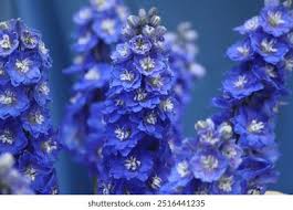 Attēlu rezultāti vaicājumam “Delphinium elatum  bud”