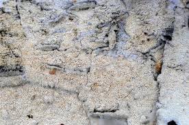 Attēlu rezultāti vaicājumam “Skeletocutis odora”