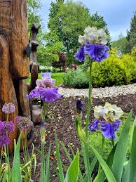 Image result for Iris