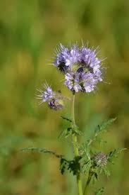 Attēlu rezultāti vaicājumam “Phacelia tanacetifolia”
