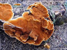 Attēlu rezultāti vaicājumam “Steccherinum ochraceum”