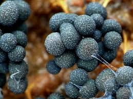 Attēlu rezultāti vaicājumam “Badhamia utricularis spores”