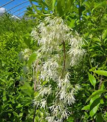 Attēlu rezultāti vaicājumam “Chionanthus virginicus leaf”