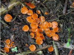 Attēlu rezultāti vaicājumam “Byssonectria fusispora”