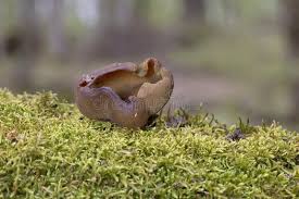 Attēlu rezultāti vaicājumam “Peziza vesiculosa”