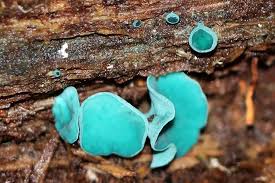 Attēlu rezultāti vaicājumam “Chlorociboria aeruginascens”