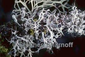 Attēlu rezultāti vaicājumam “Physcia tenella”