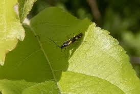 Attēlu rezultāti vaicājumam “Dryophilocoris flavoquadrimaculatus”