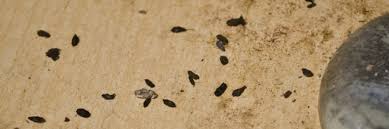Image result for insect poop