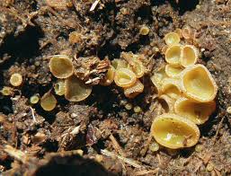 Attēlu rezultāti vaicājumam “Ascobolus furfuraceus”