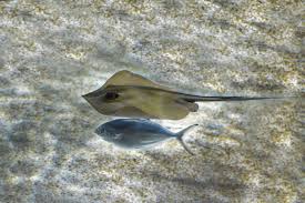 Image result for Dasyatis pastinaca