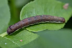 Attēlu rezultāti vaicājumam “Lithomoia solidaginis”