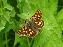 Attēlu rezultāti vaicājumam “Carterocephalus palaemon”