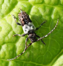 Attēlu rezultāti vaicājumam “Pogonocherus hispidulus”