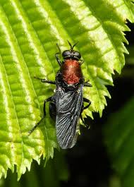 Attēlu rezultāti vaicājumam “Clitellaria ephippium”