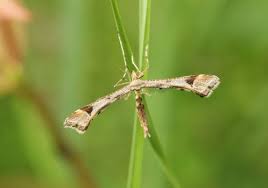 Attēlu rezultāti vaicājumam “Platyptilia tesseradactyla”