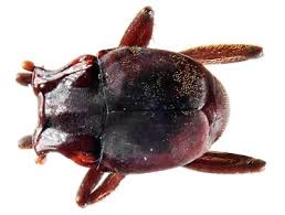 Attēlu rezultāti vaicājumam “Histeridae”