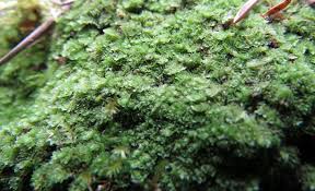 Attēlu rezultāti vaicājumam “Lophozia laxa macro”