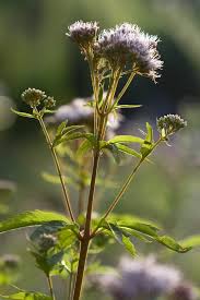 Attēlu rezultāti vaicājumam “Eupatorium cannabinum leaf”