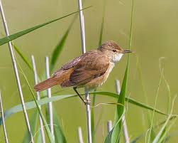 Attēlu rezultāti vaicājumam “Acrocephalus schoenobaenus adult”
