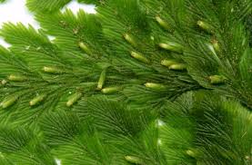 Attēlu rezultāti vaicājumam “Physarum obscurum”