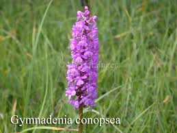 Attēlu rezultāti vaicājumam “Gymnadenia conopsea fruit”