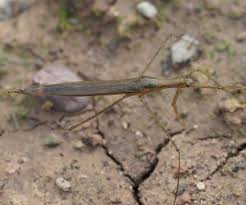 Attēlu rezultāti vaicājumam “Ranatra linearis”