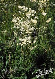 Image result for Filipendula vulgaris