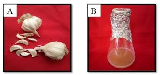 Attēlu rezultāti vaicājumam “Allium sativum fruit”