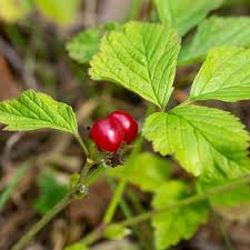 Attēlu rezultāti vaicājumam “Rubus saxatilis fruit”