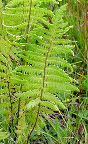 Attēlu rezultāti vaicājumam “Thelypteris palustris”