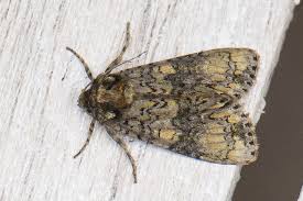 Attēlu rezultāti vaicājumam “Craniophora ligustri imago”