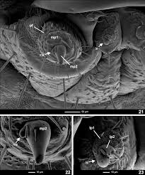 Attēlu rezultāti vaicājumam “Phosphaenus hemipterus male”