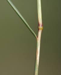 Attēlu rezultāti vaicājumam “Jamesoniella autumnalis sporophyte”