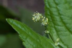 Attēlu rezultāti vaicājumam “Mercurialis perennis”