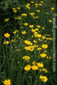 Attēlu rezultāti vaicājumam “Ranunculus lingua flower”