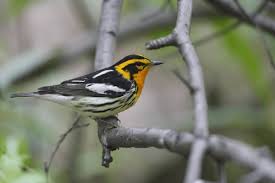 Image result for Dendroica fusca