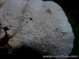 Attēlu rezultāti vaicājumam “Sistotrema confluens”