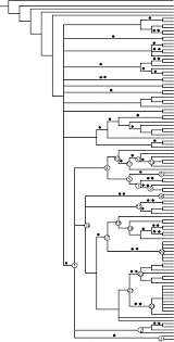 Attēlu rezultāti vaicājumam “Alloeotomus sp.”