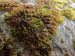 Attēlu rezultāti vaicājumam “Pterigynandrum filiforme”