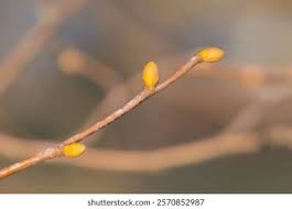 Attēlu rezultāti vaicājumam “Tilia cordata bud”