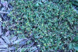 Attēlu rezultāti vaicājumam “Trifolium dubium leaf”