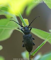 Attēlu rezultāti vaicājumam “Lamia textor”