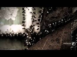 Attēlu rezultāti vaicājumam “Diachea leucopodia young”