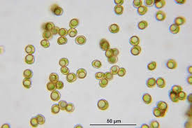 Attēlu rezultāti vaicājumam “Gymnostomum aeruginosum”