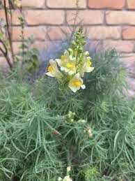 Image result for Linaria vulgaris
