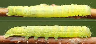 Attēlu rezultāti vaicājumam “Lacanobia contigua”