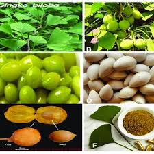 Attēlu rezultāti vaicājumam “Menispermum dauricum fruit”